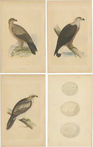 Eagles and Their Eggs, Paper, Set of 4