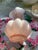 1940s Vintage Fenton Ruffled Melon Rosaline Glass Vase For Sale - Image 5 of 9