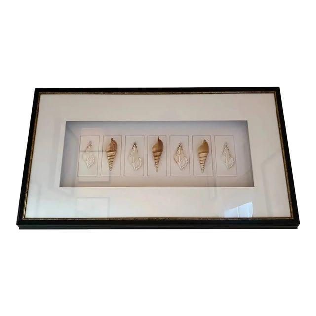 Large Black Framed Shell Shadow Box Picture From Barclay Butera For Sale