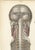 Brain and Spinal Cord in Situ from Hirschfeld, 1866 For Sale - Image 3 of 8