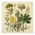 Vintage Botanical Garden Study No. 9 | Botanical Wall Art in Dark Green & Cream For Sale
