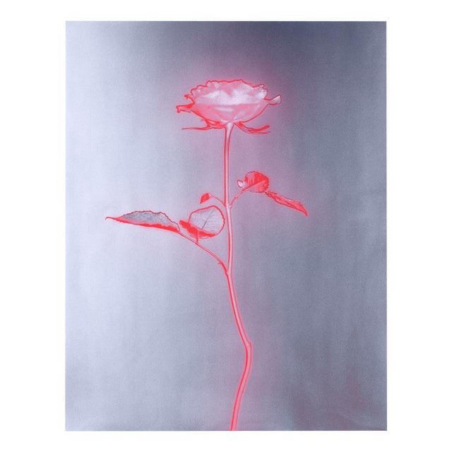 Rose Glow - Still Life Analogue Photography, Limited Edition of 5 2023 For Sale