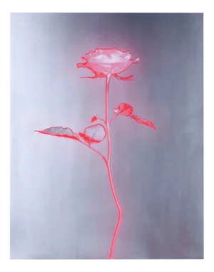 Rose Glow - Still Life Analogue Photography, Limited Edition of 5 2023