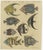 Bertuch, Angelfish, Butterflyfish and Moorish Idol, 1805, Print For Sale - Image 3 of 12