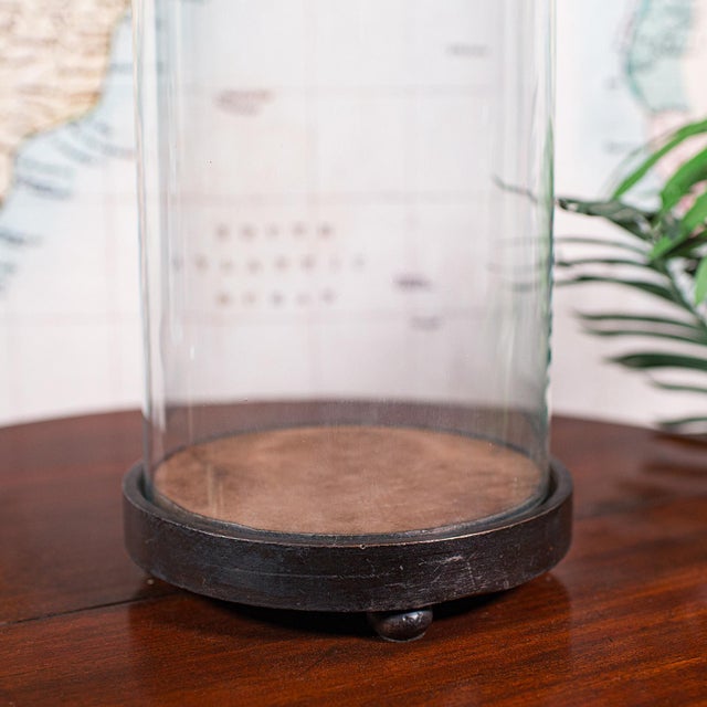 Wood Tall Antique Victorian Taxidermy Dome, English, Glass Collector's Showcase, 1900 For Sale - Image 7 of 10