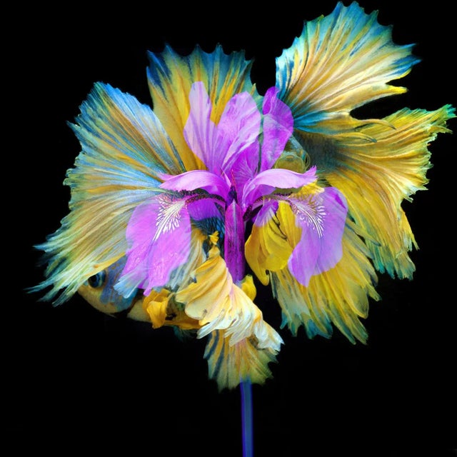 "Kaleidoscope 11" Contemporary Botanical Photograph For Sale