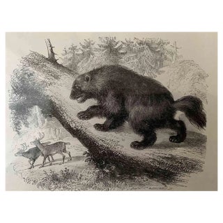 Paul Gervais, Glouton, Lithograph, 1854 For Sale