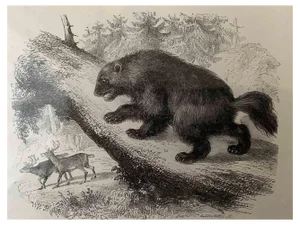 Paul Gervais, Glouton, Lithograph, 1854