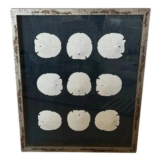 Large Silver Framed Indigo Ralph Lauren Raffia Coastal Sand Dollar Picture From Barclay Butera For Sale