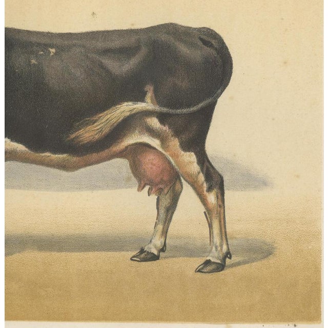 After Charles Olivier de Penne, Dutch Dairy Cow, Black and White Cattle, 1863, Chromolithograph For Sale - Image 6 of 9