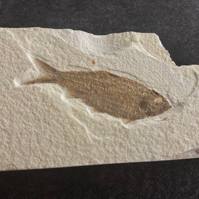 This fossil specimen represents Knightia eocaena, an extinct freshwater fish from the Eocene Epoch, approximately 50...