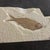This fossil specimen represents Knightia eocaena, an extinct freshwater fish from the Eocene Epoch, approximately 50...