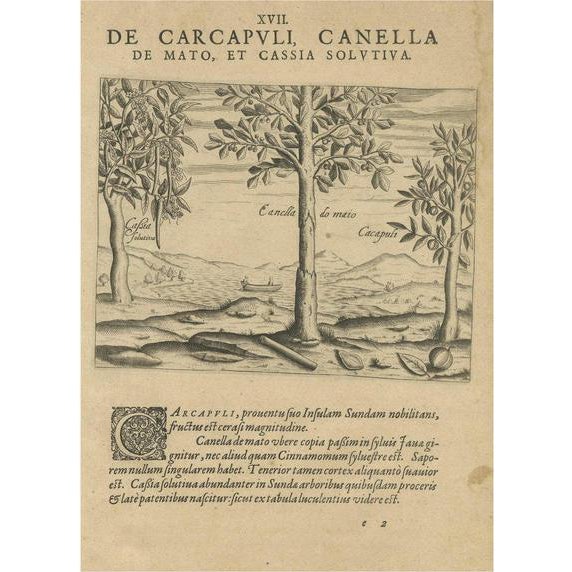 De Bry, Spices of the Tropics: Cinnamon and Cassia, 1601, Print For Sale