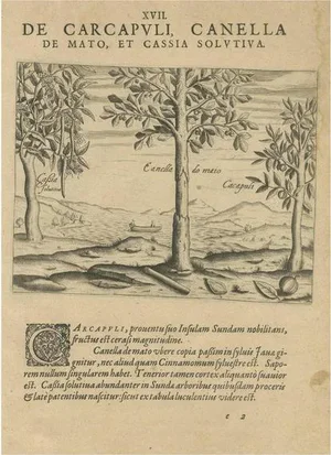 De Bry, Spices of the Tropics: Cinnamon and Cassia, 1601, Print