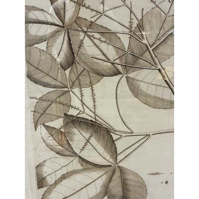 Traditional Natural Curiosities “Molago-Maram” Hortus Malabaricus Botanical Print, Framed For Sale - Image 3 of 8