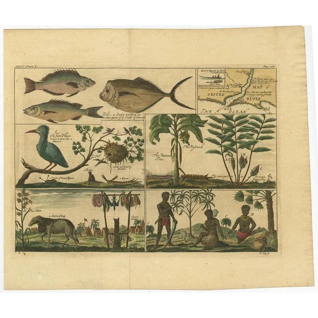 : antique print, titled: 'a map of sestro river (…).' - this plate shows fish, birds, animals and people in the area...