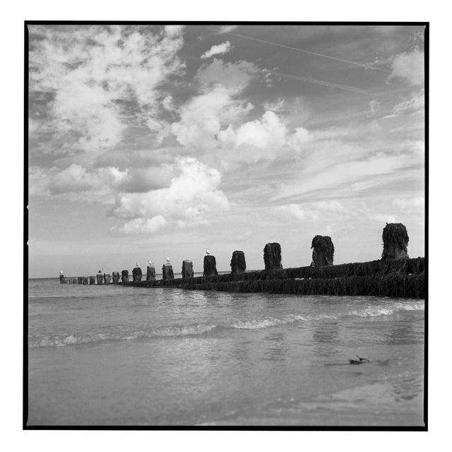 Paul Cooklin, Seagulls on Sea Groynes, Edition of 50 For Sale