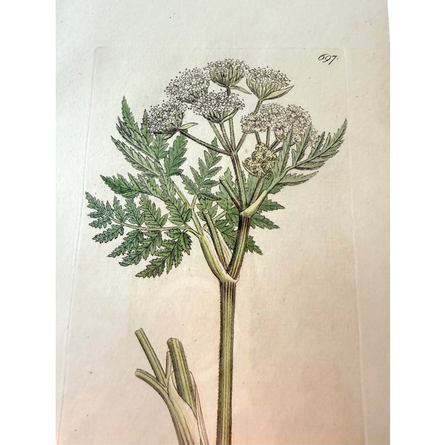 Wood Set of 7 Antique Botanical Prints, Early 1800s, Authentic Curtis and Sowerby For Sale - Image 7 of 12