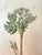 Wood Set of 7 Antique Botanical Prints, Early 1800s, Authentic Curtis and Sowerby For Sale - Image 7 of 12