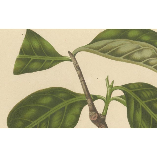 Hoola van Nooten, Wax Apple Fruit Botanical, 1880, Chromolithograph For Sale - Image 4 of 9