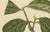 Hoola van Nooten, Wax Apple Fruit Botanical, 1880, Chromolithograph For Sale - Image 4 of 9