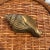 Vintage Brass Conch Shell Door Knocker For Sale - Image 4 of 6