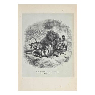 Paul Gervais, The Lion, Jaguar, Tiger, Lithograph, 1854 For Sale