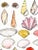 Illustration "Colorful Shell Collection" Lia Burke Libaire Contemporary Giclee Print For Sale - Image 3 of 4