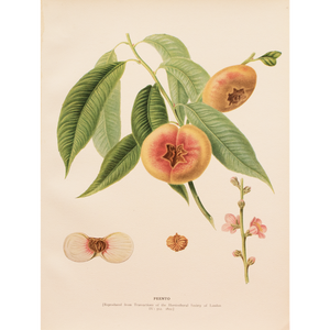 1900s U. P. Hedrick, Original Antique Photogravure of Peento Peaches