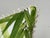 2020s Celerie Kemble for Eastern Accents Bamboo Forest Decorative Pillows, Pair For Sale - Image 5 of 12