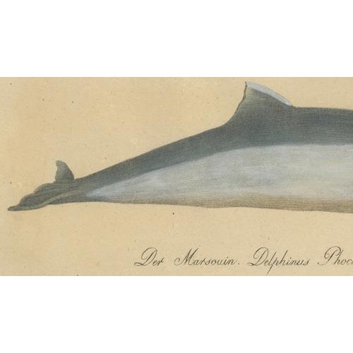 Early 19th Century Karl Joseph Brodtmannm, Dolphin & Porpoise, 1816, Lithograph For Sale - Image 5 of 9