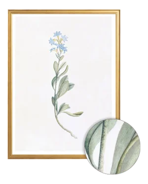 Celerie Kemble Curated Australian Botanical V (16x20) in Gold Frame