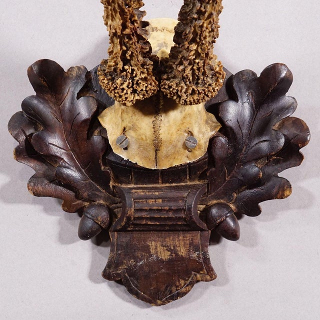 Antique Black Forest Red Deer Trophy on Carved Plaque - Germany 1910 For Sale - Image 4 of 5