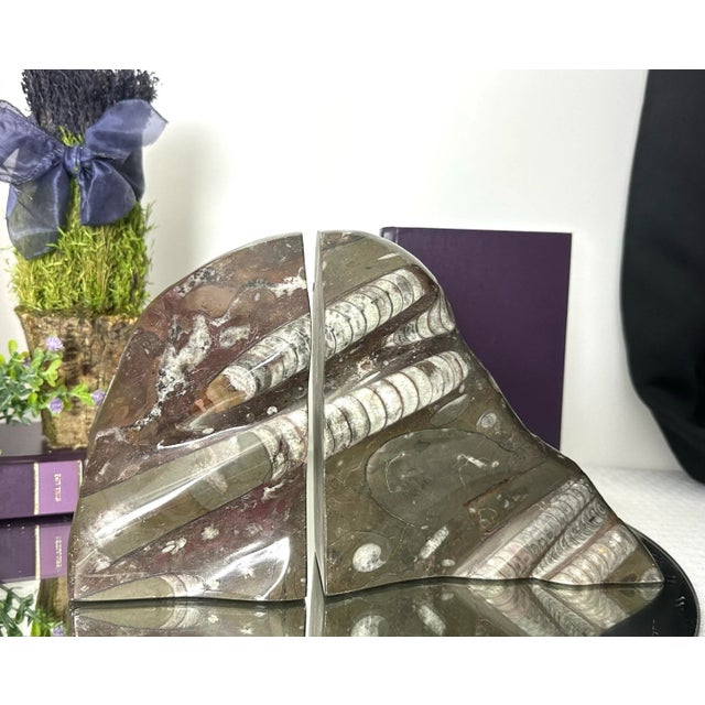 Book Ends Fossil Ammonite & Orthoceras Nautical Stone - A Pair For Sale - Image 10 of 10