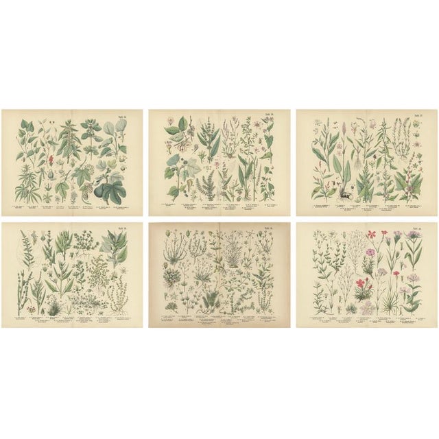 Antique Botanical Charts of German Wildflowers, Stuttgart, 1885, Set of 6 For Sale - Image 9 of 9