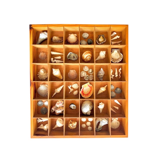 Late 20th Century Pair Vintage Folk Art Shadow Boxes With Seashell Collection Coastal Boho Chic For Sale - Image 5 of 18