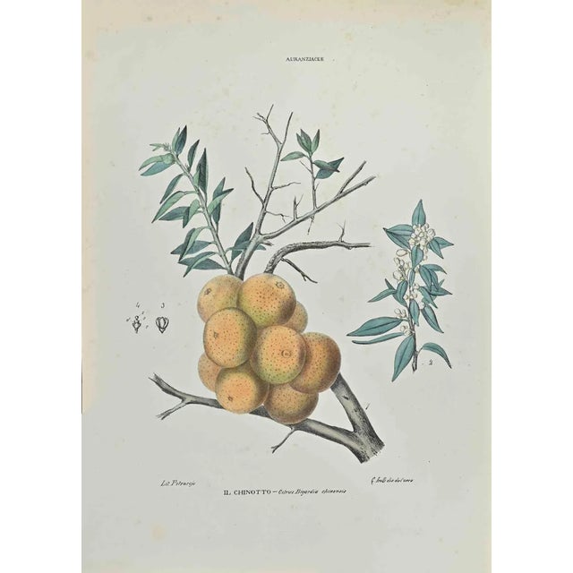 Vincenzo Tenore, The Chinotto, Lithograph, 1870s For Sale