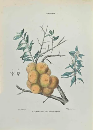 Vincenzo Tenore, The Chinotto, Lithograph, 1870s