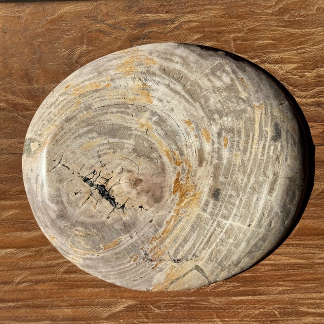 Petrified wood trinket dish or tray. Petrified wood is a fossilized wood (from the same family as magnolia) dating back 20...
