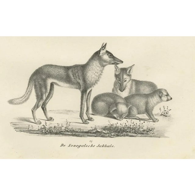 Paper Foxes and Fennec Fox and Senegal Jackal in the Wild, 1836, Lithograph For Sale - Image 7 of 10