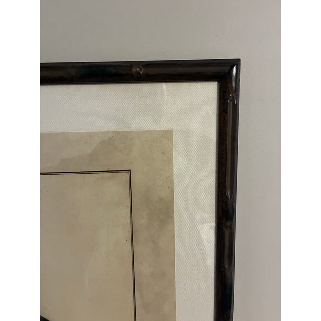 Natural Curiosities “Nisser Tokoor” Black Eagle After James Bruce Framed Print For Sale In Charlotte - Image 6 of 9