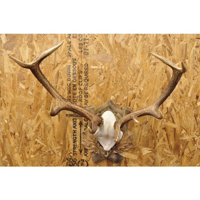 Early 20th Century Antique Black Forest Victorian Wall Mounted Taxidermy Large Deer Skull & Antlers For Sale - Image 5 of 15