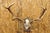 Early 20th Century Antique Black Forest Victorian Wall Mounted Taxidermy Large Deer Skull & Antlers For Sale - Image 5 of 15