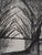 Modern Bernard Buffet, Cathedral of Trees, Etching For Sale - Image 3 of 5