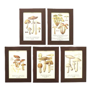 Set of 5 French Mushroom Fungi Offset Lithograph Prints Framed C. 1946 Botanical For Sale