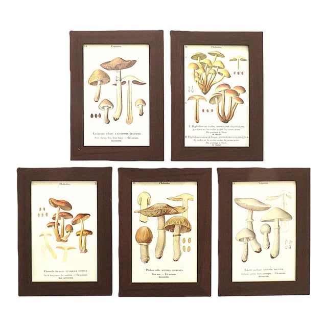 Set of 5 French Mushroom Fungi Offset Lithograph Prints Framed C. 1946 Botanical For Sale