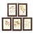 Set of 5 French Mushroom Fungi Offset Lithograph Prints Framed C. 1946 Botanical For Sale