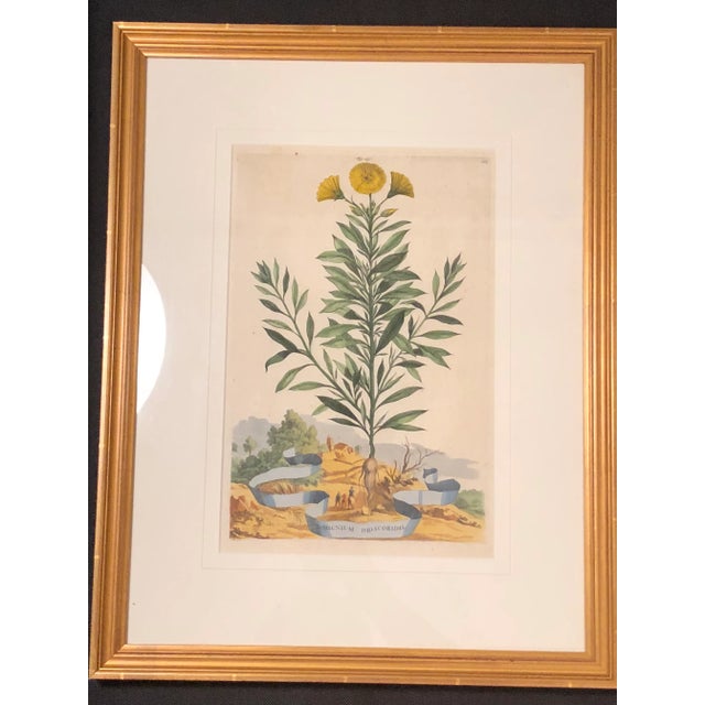 Antique Hand Colored Botanical Prints - Set of 4 For Sale - Image 9 of 11