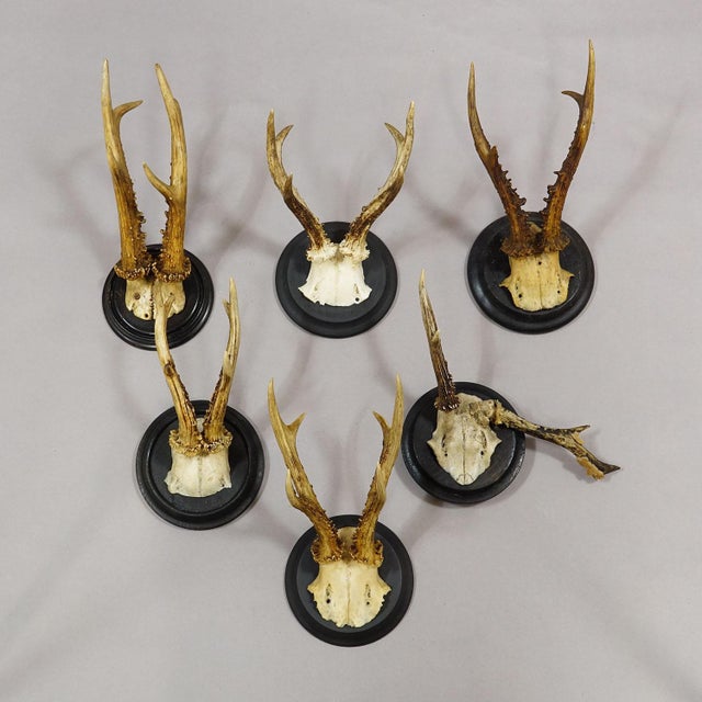 Rustic European Set of Six Roe Deer Trophies on Turned Plaques Germany Ca. 1910s For Sale - Image 3 of 8