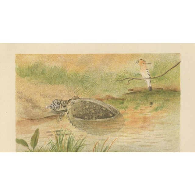 Late 19th Century P. J. Smit, Soft River Tortoises, 1895, Lithograph For Sale - Image 5 of 9